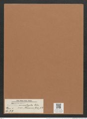 Navicula mesolepta var. thermes (Ehr.) V.H. (de-Toni-Nr.: Genus 1, Species 77) Zeichnungen Sammlung Grunow Mappe 00060 (Herbarium_W_Grunow_drawings_Folder_00060)